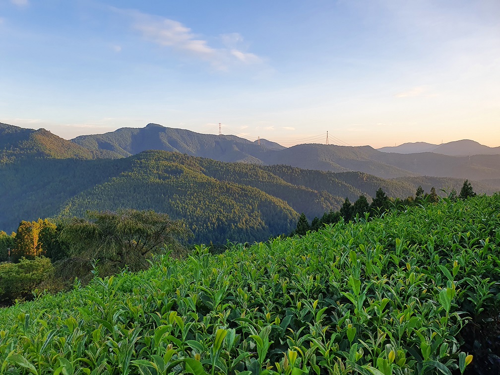 The Light of the Rising Sun in a Cup of Tea | Tasting & Education